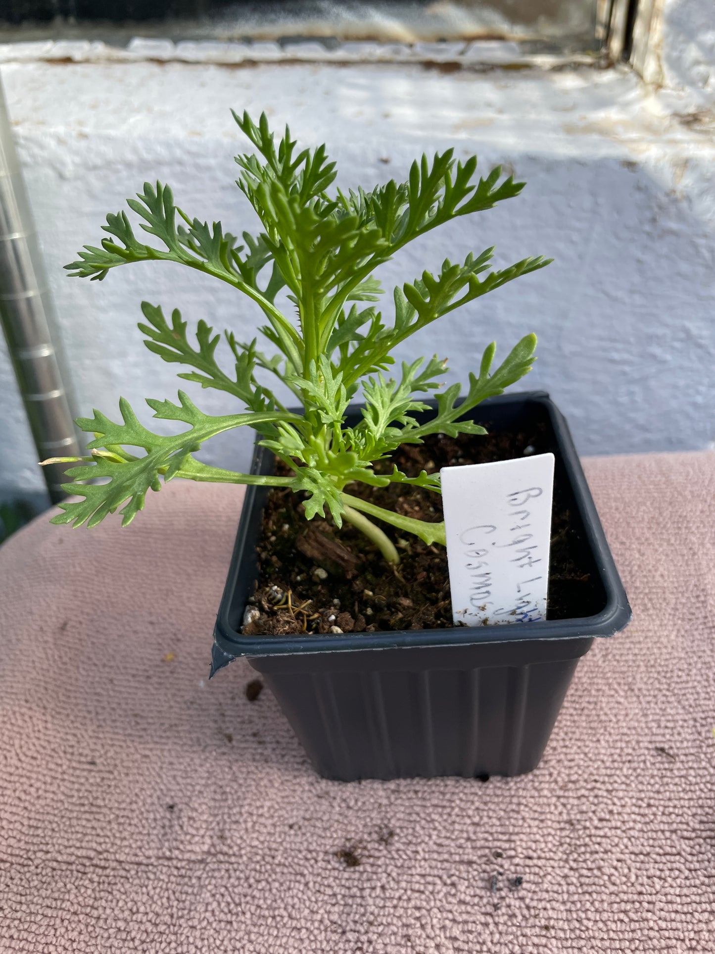 Flower Seedlings