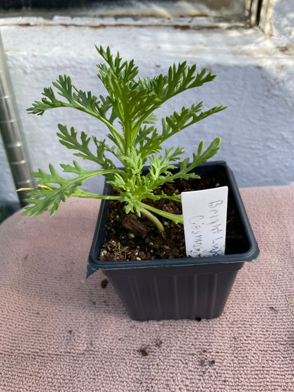 Flower Seedlings