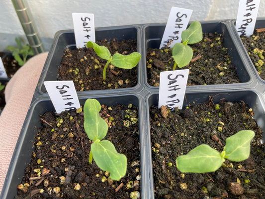Cucumber Seedlings