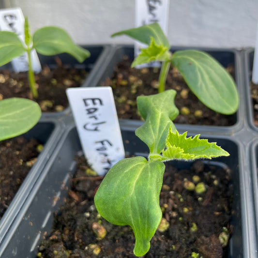 Cucumber Seedlings