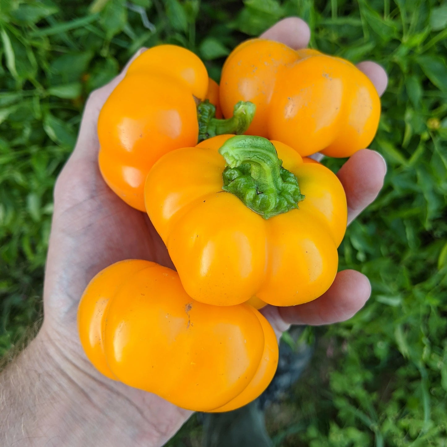Peppers (8 oz)