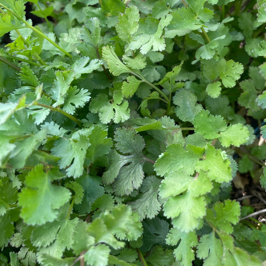 Cilantro (1 oz)