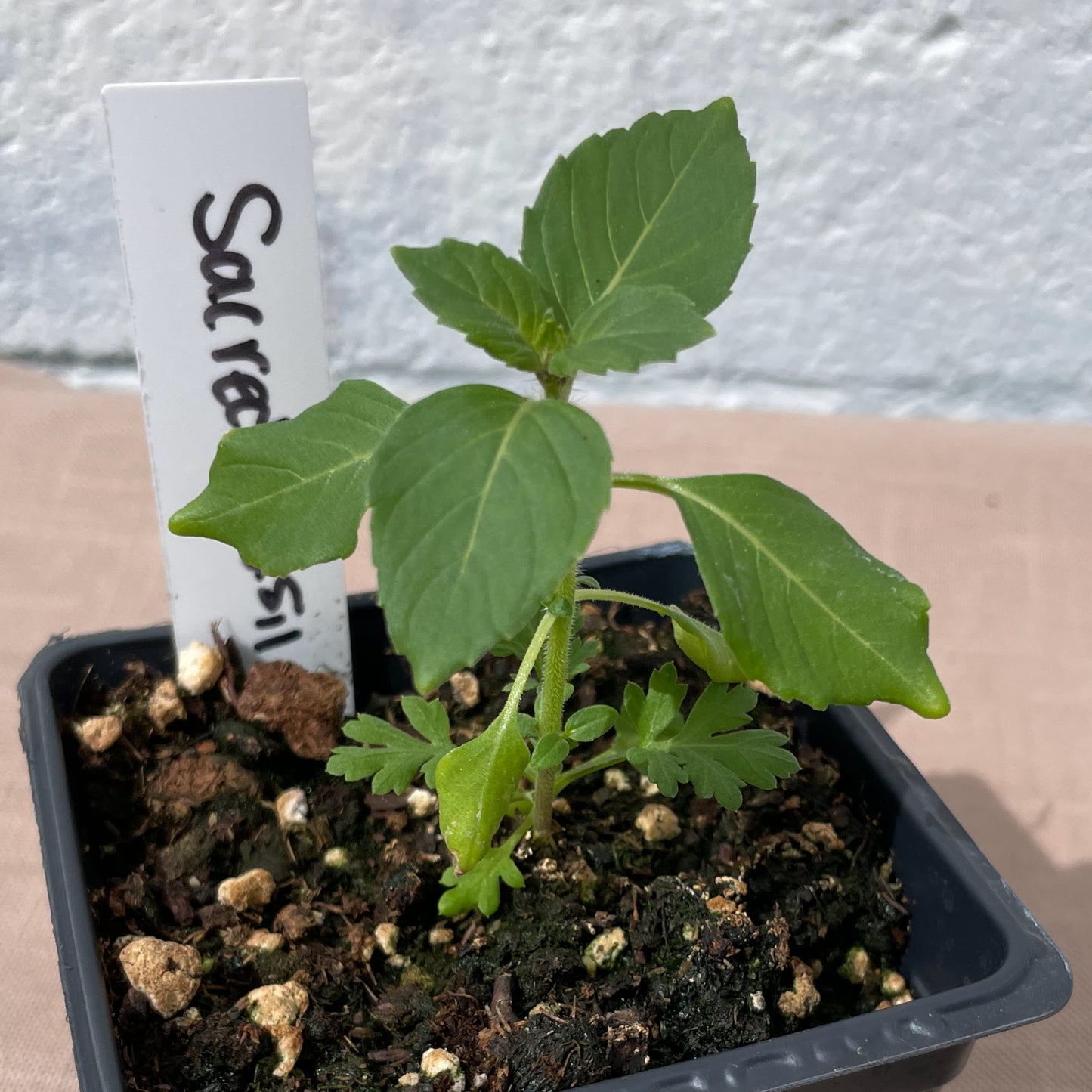 Herb Seedlings
