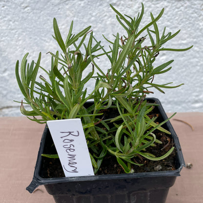 Herb Seedlings