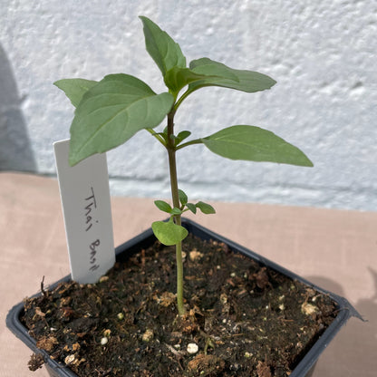 Herb Seedlings