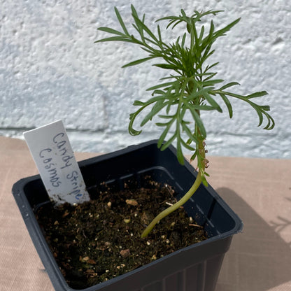 Flower Seedlings