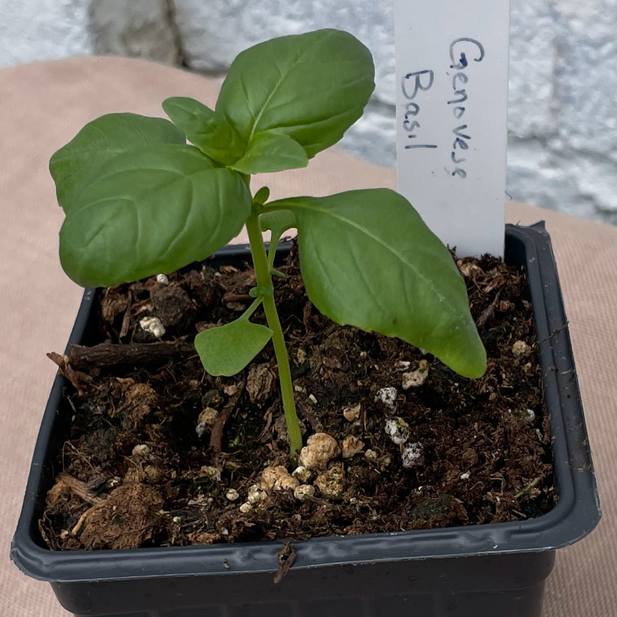 Herb Seedlings