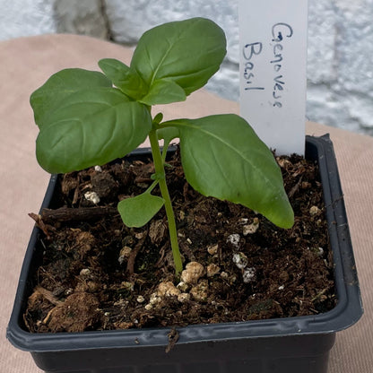 Herb Seedlings