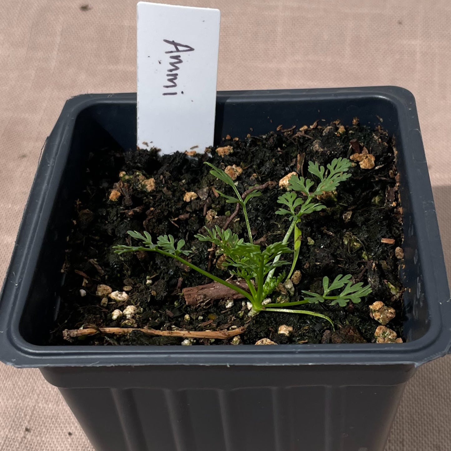 Flower Seedlings