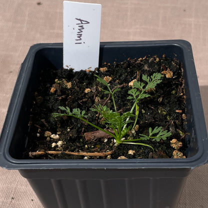 Flower Seedlings