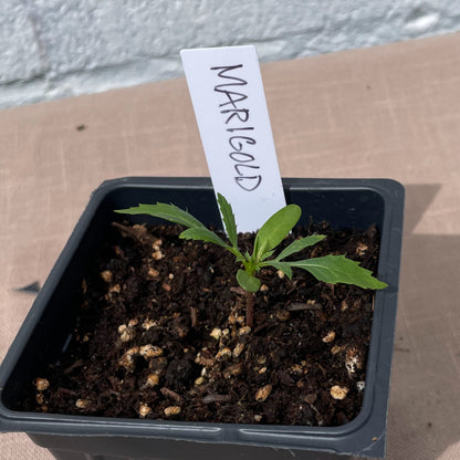Flower Seedlings