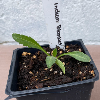 Flower Seedlings