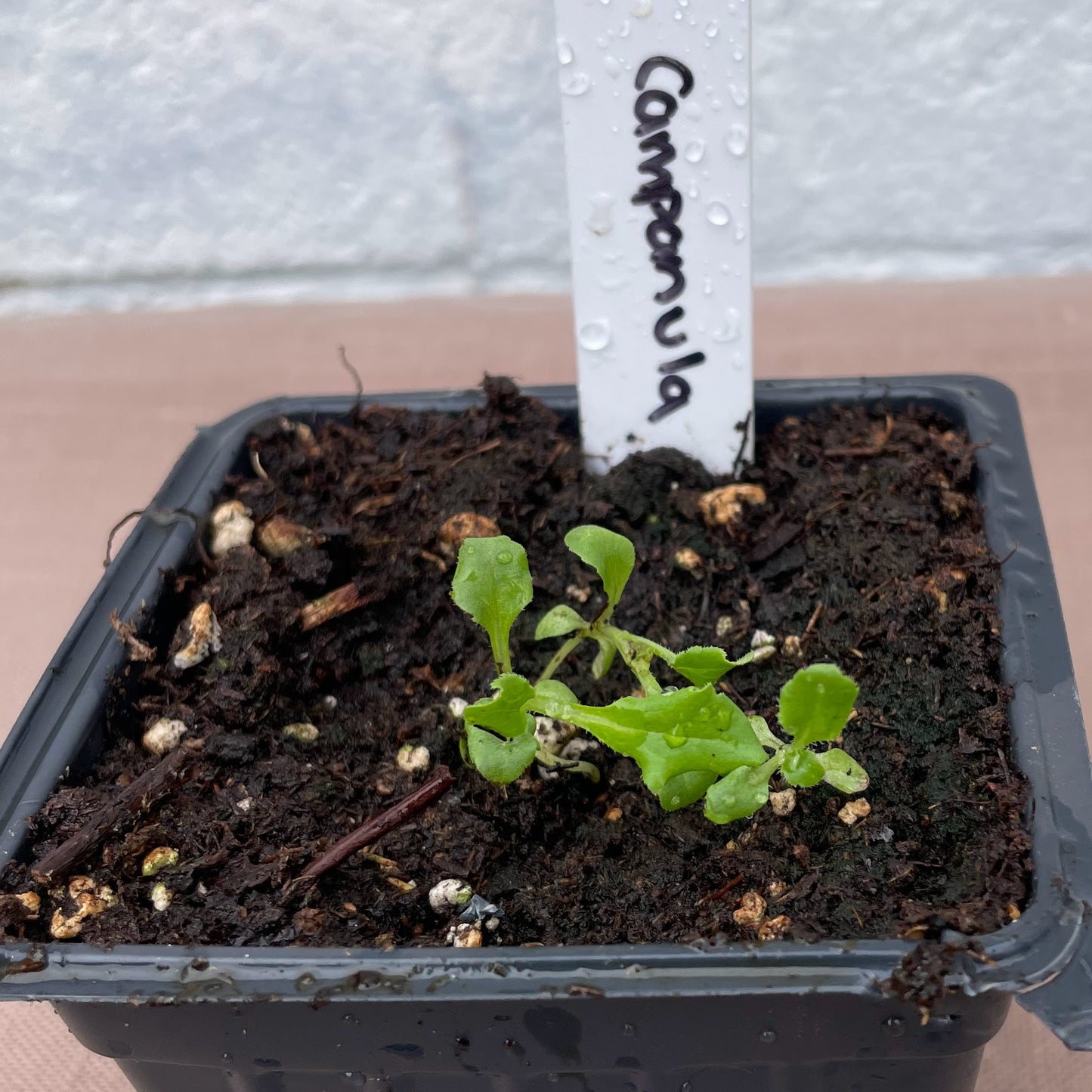 Flower Seedlings