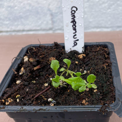 Flower Seedlings