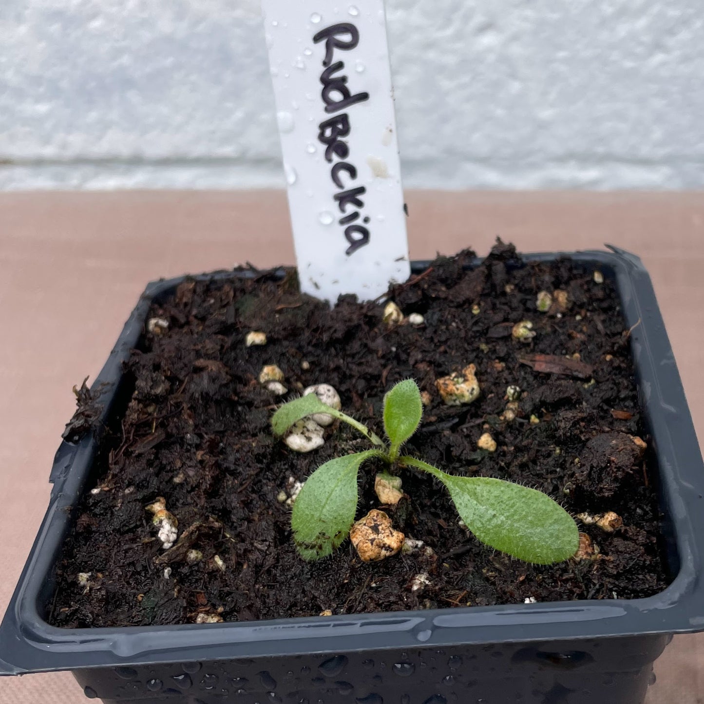 Flower Seedlings
