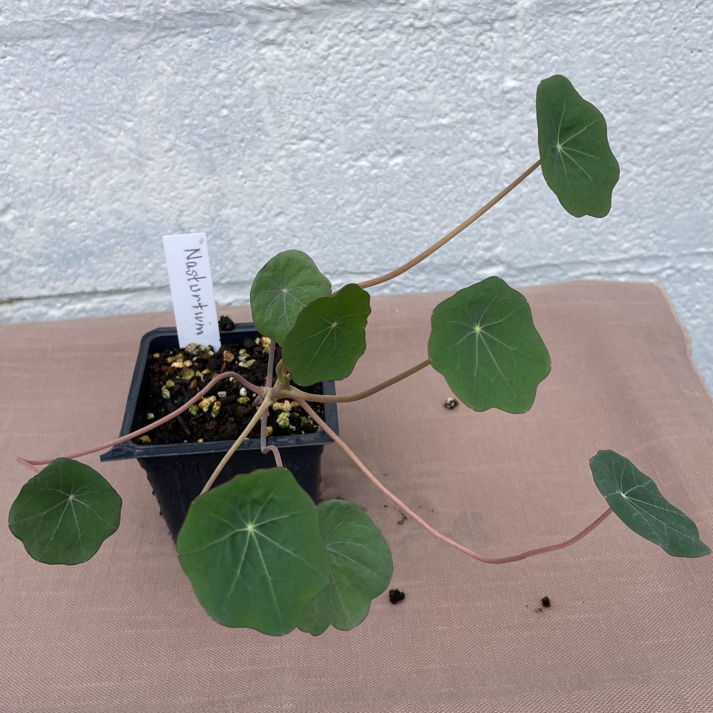 Flower Seedlings