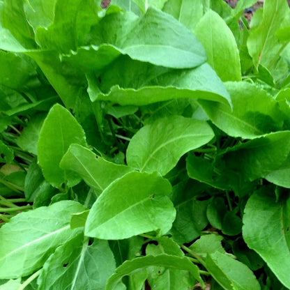 French Sorrell (bunch)