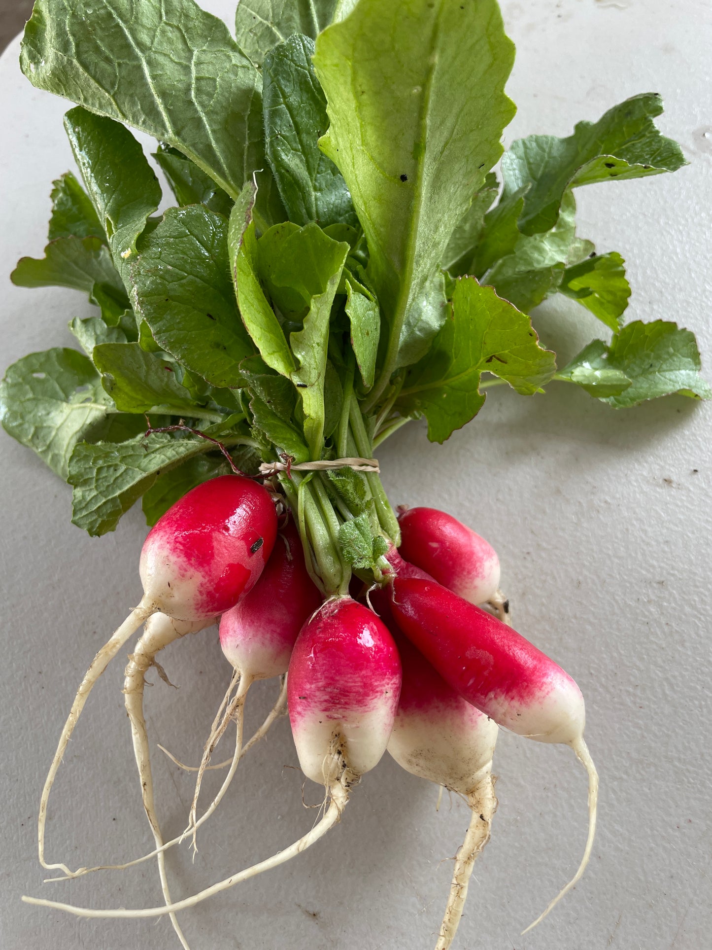 Radishes (bunch)