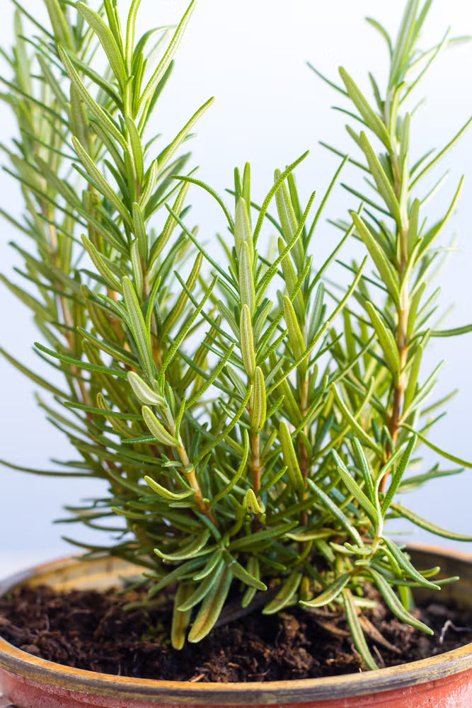 Rosemary leaves (1 oz)