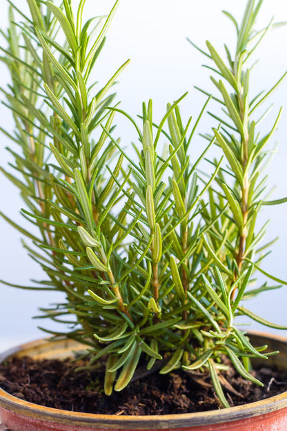 Rosemary leaves (1 oz)