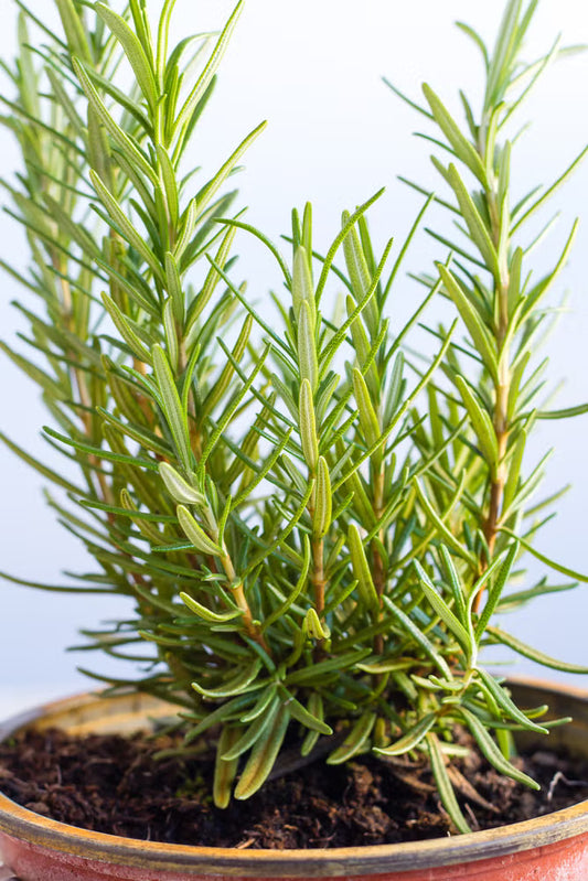 Rosemary leaves (1 oz)