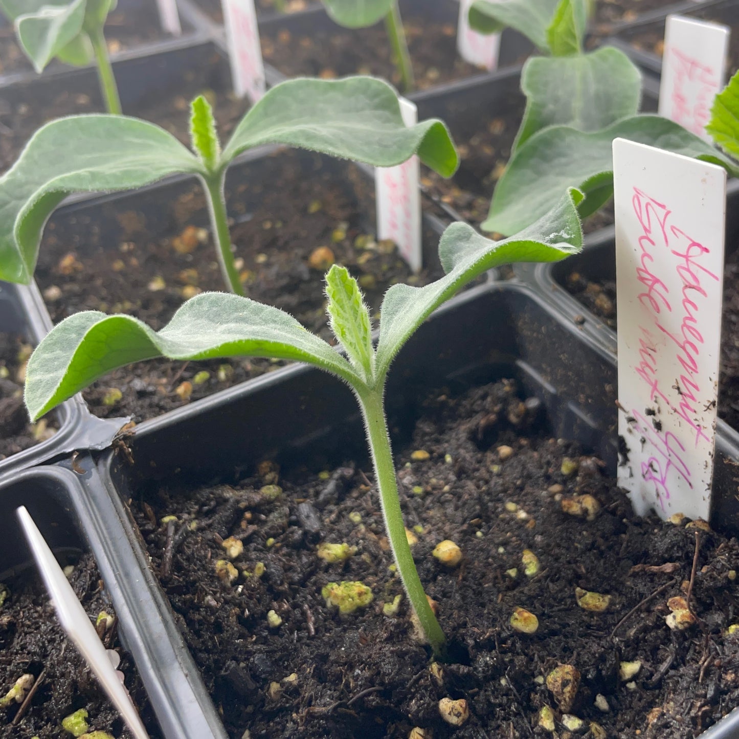Squash-Pumpkin Seedlings