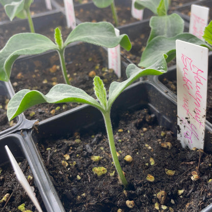 Squash-Pumpkin Seedlings