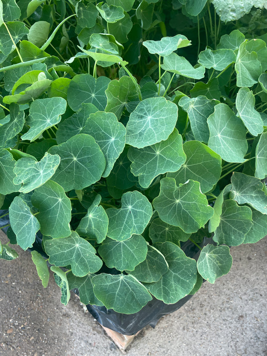 Nasturtium Leaves (8 oz)