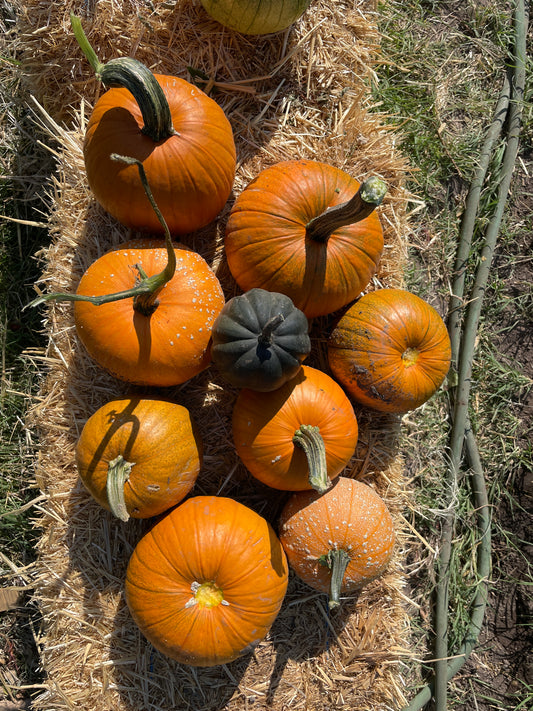 Pumpkin (Winter Luxury) (ea)
