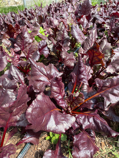 Beet Greens (8 oz)