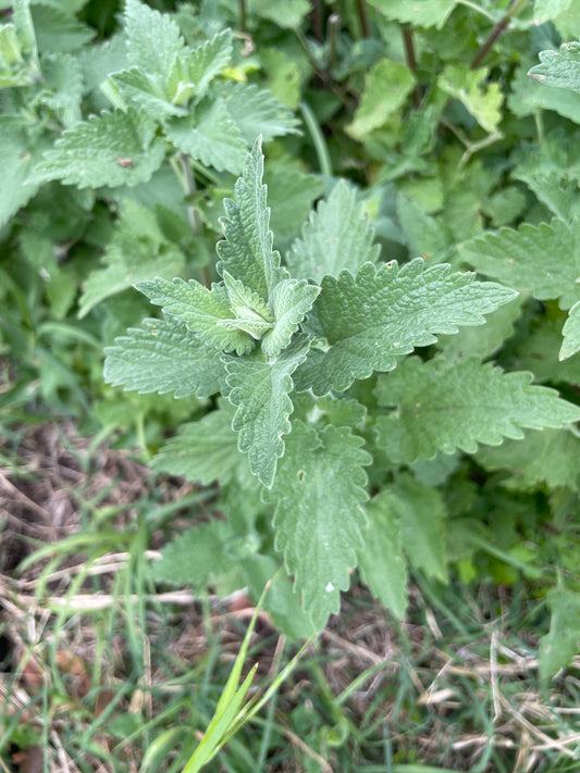 Catnip - (2 oz)