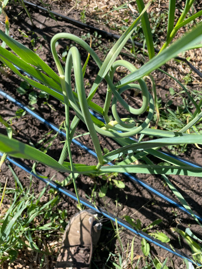 Garlic Scapes (bunch)