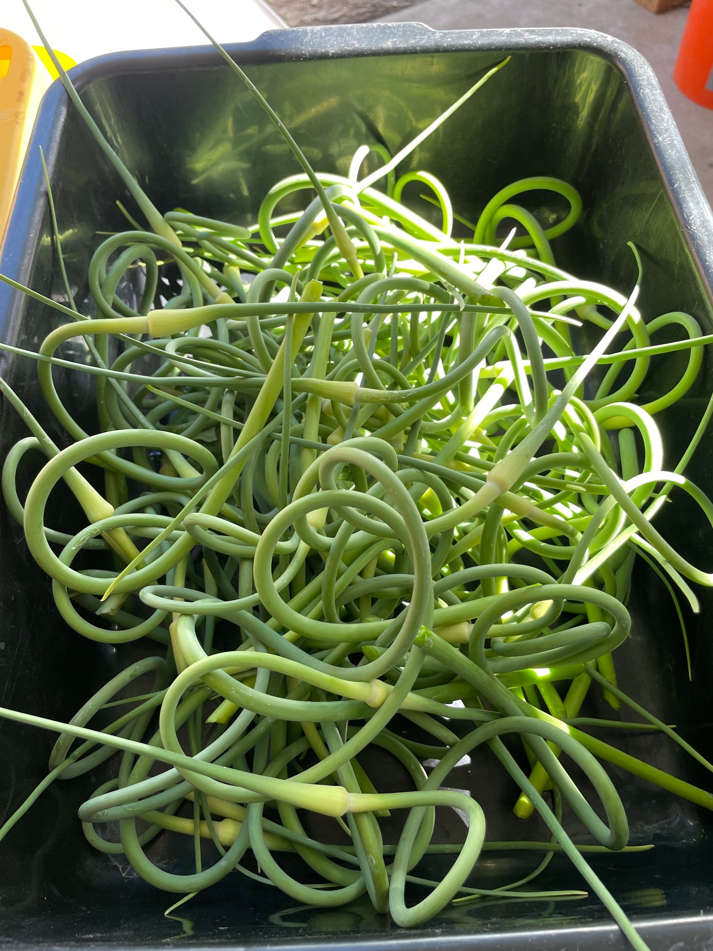 Garlic Scapes (bunch)