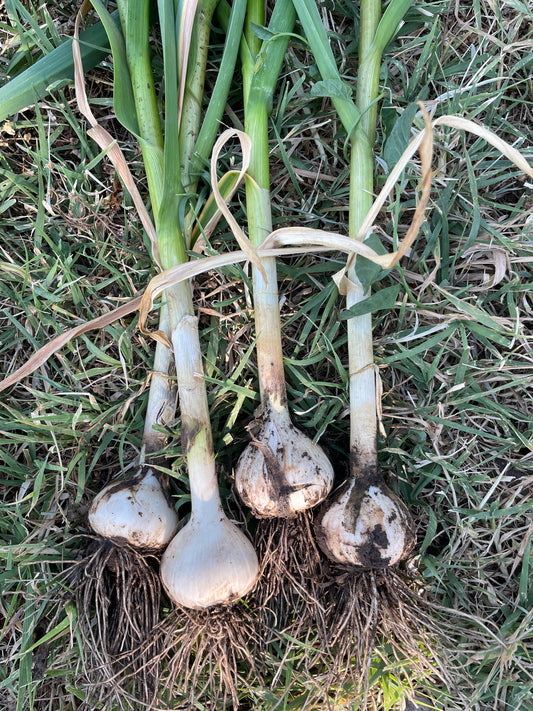 Green Garlic Bulbs (each)