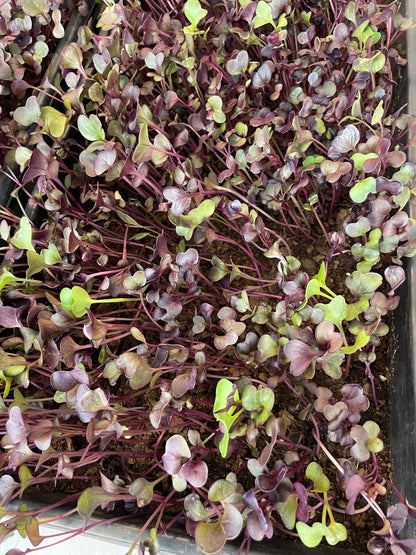 Radish Microgreens - (4 oz)