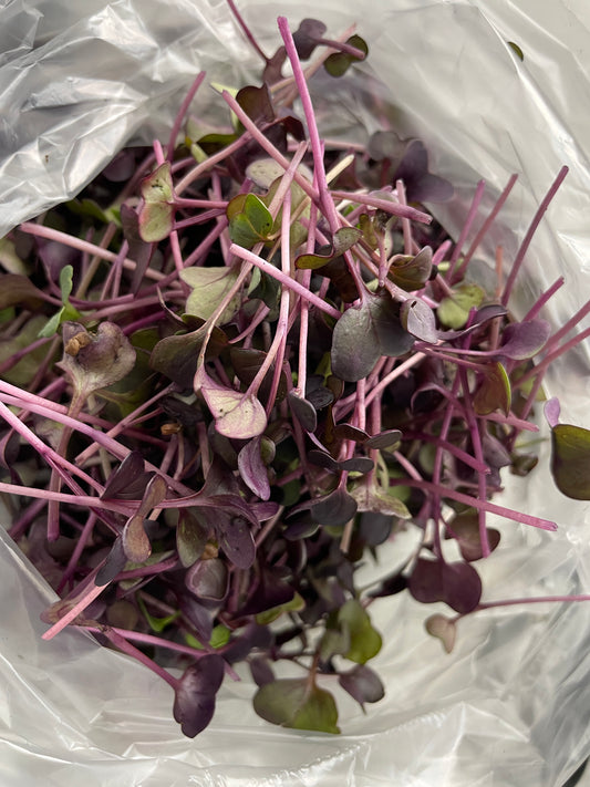 Radish Microgreens - (4 oz)