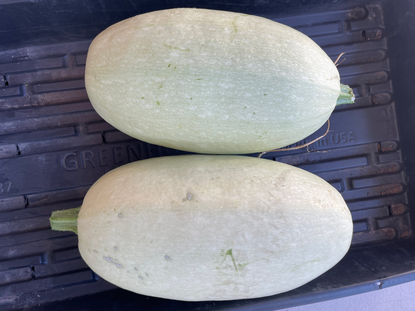 Spaghetti Squash (ea)