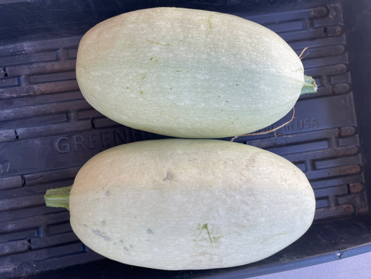 Spaghetti Squash (ea)
