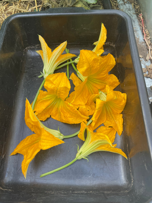 Squash Blossoms (10 cnt)