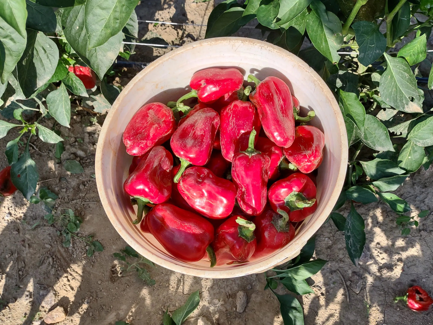 Peppers (8 oz)