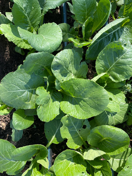 Komatsuna (8 oz)
