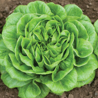 Lettuce (8 oz)