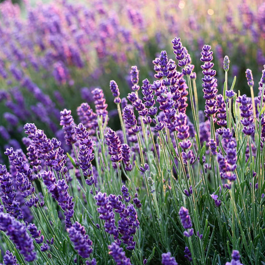 Lavender (1 oz)
