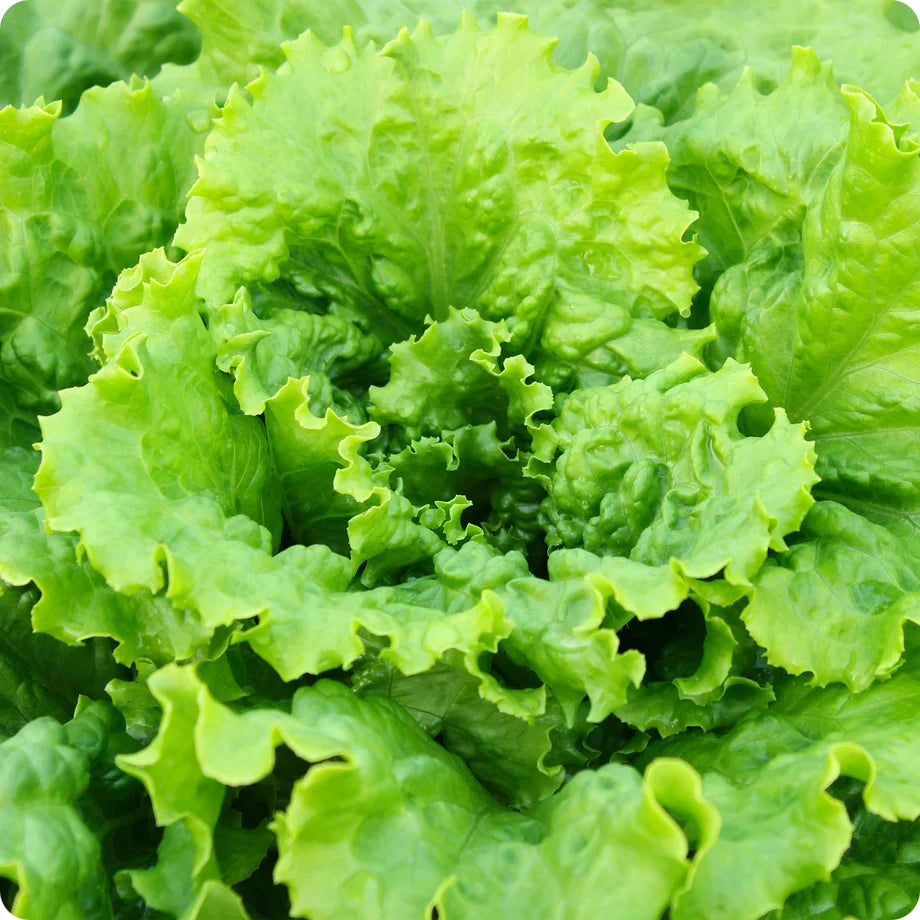 Lettuce (8 oz)