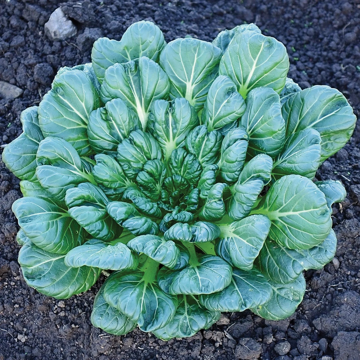 Tatsoi (8 oz)