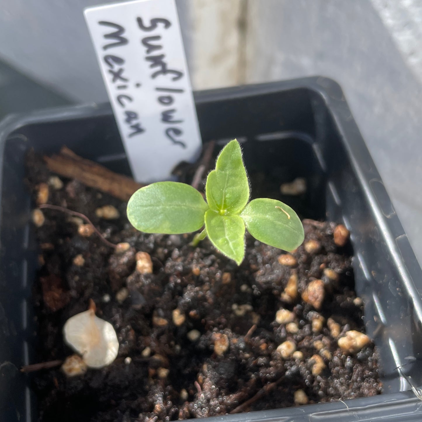 Flower Seedlings
