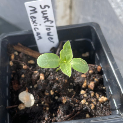 Flower Seedlings