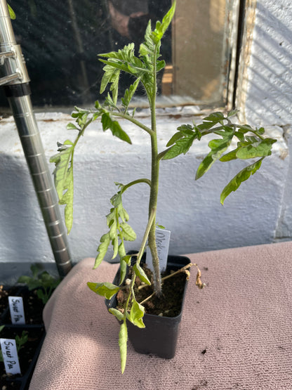 Tomato Seedlings