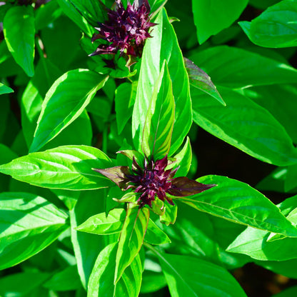 Basil (1 oz)