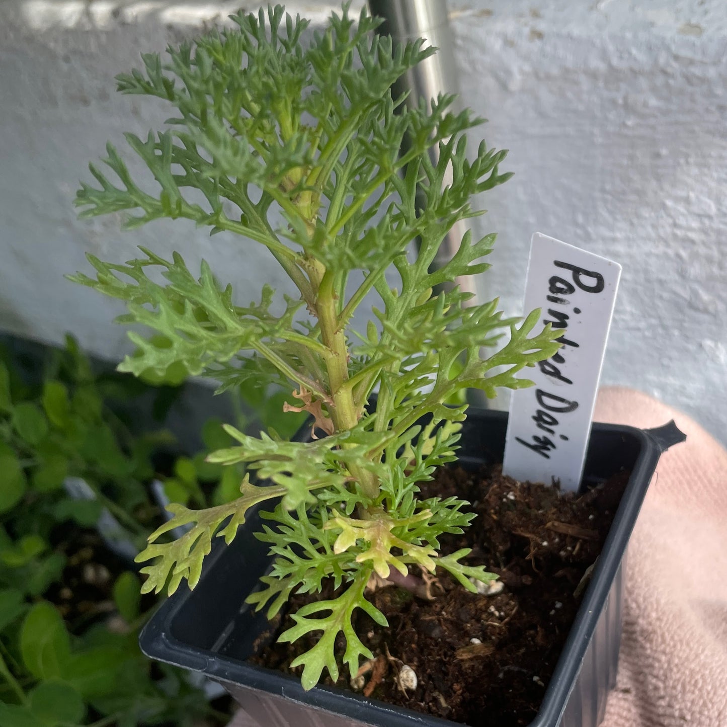 Flower Seedlings